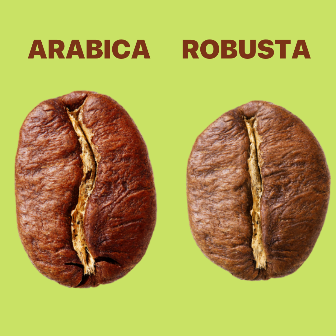 Différence arabica et robusta grains de café