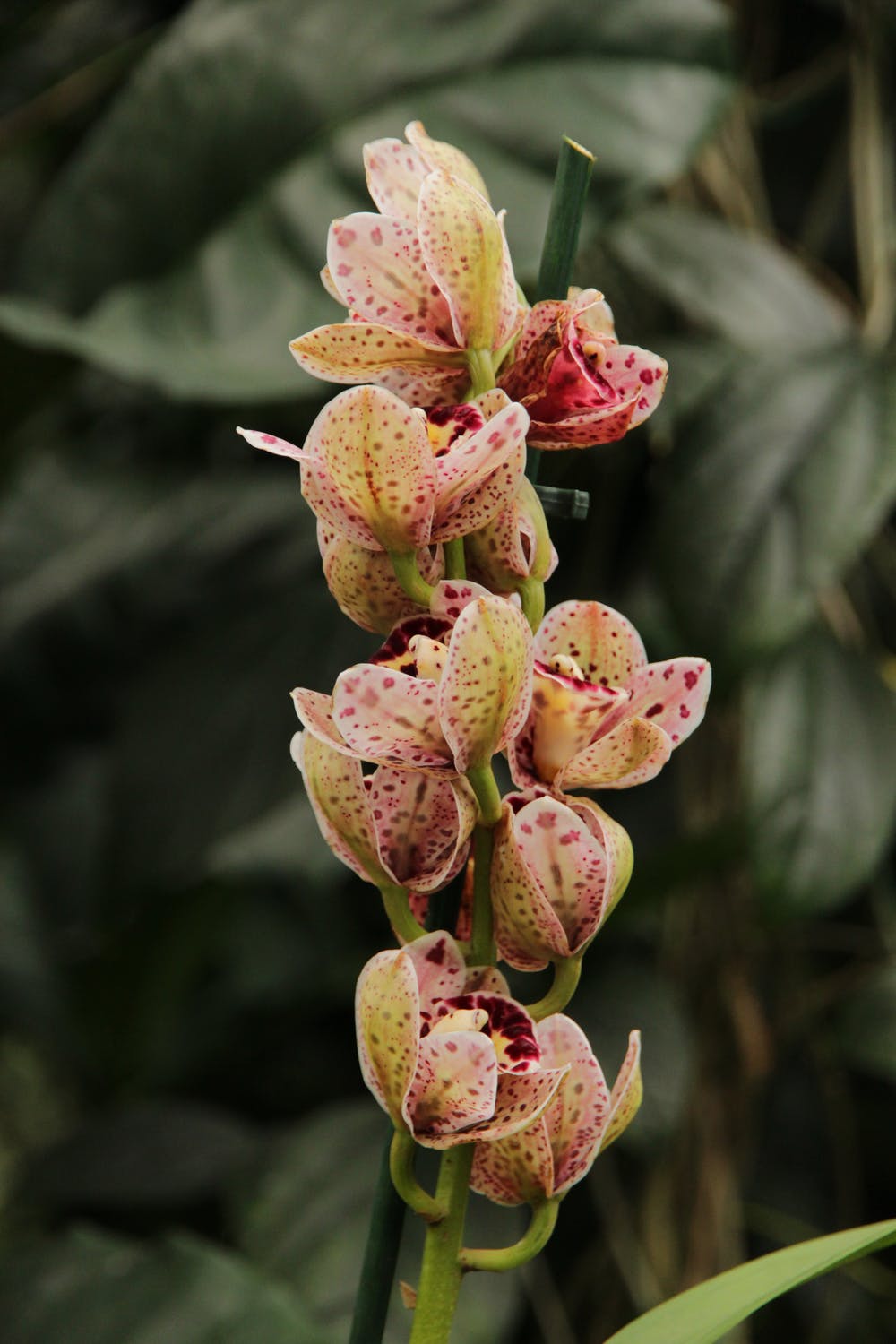 orchidée tachetée pour avis application pour plantes